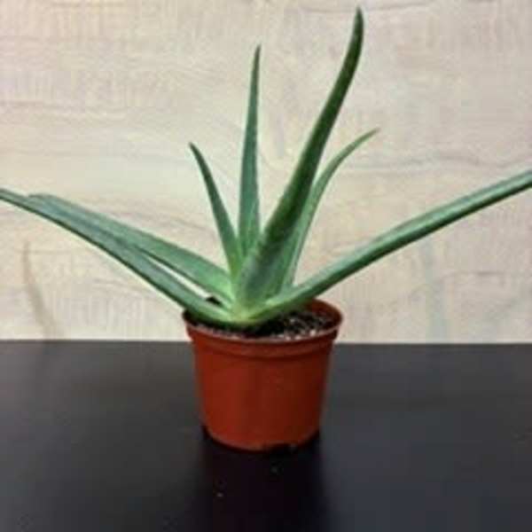 Houseplant Aloe vera