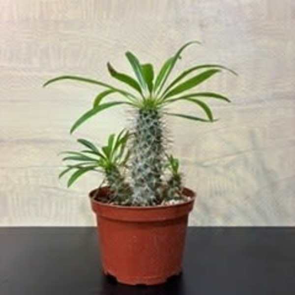 Houseplant, cactus/succulent