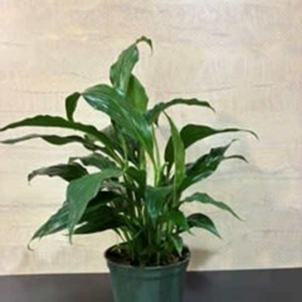Houseplant peace lily