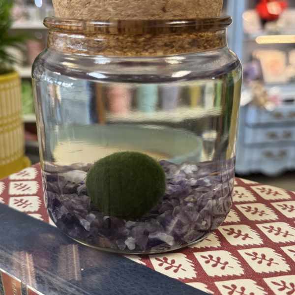 Moss Amigo - Amethyst