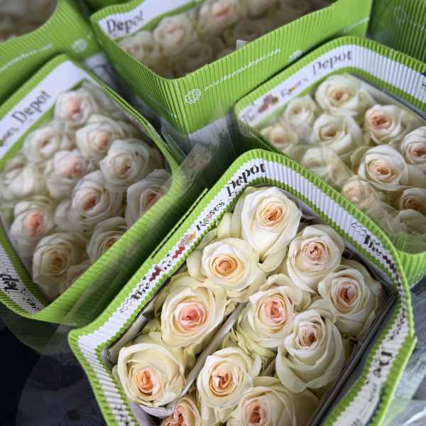 20 WHITE ROSES PACK
