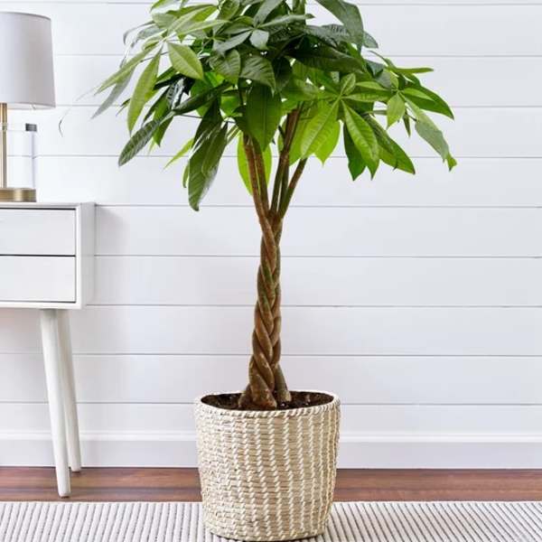 Potted braided money tree plant in a woven basket planter