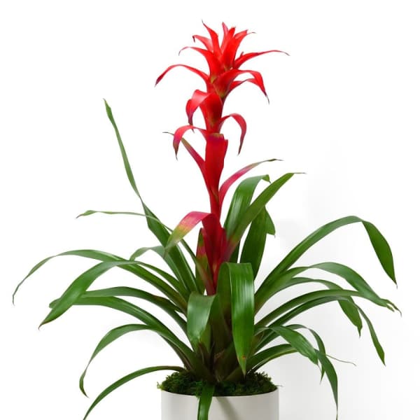 Red bromeliad plant with long green leaves in a white pot
