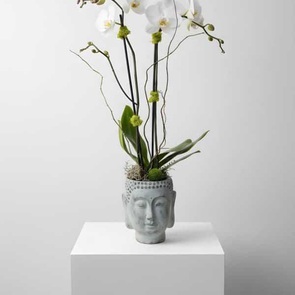 Buddha Orchid