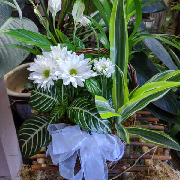 White daisies in a basket with lush green houseplants and a pale ribbon