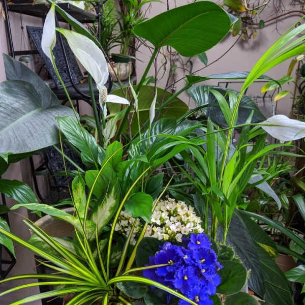 Mixed potted plants with white peace lilies and blue violets