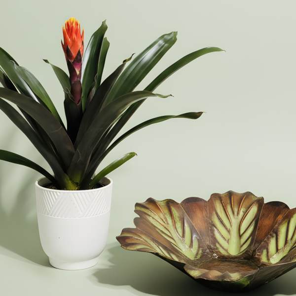 Potted bromeliad with orange bloom beside a decorative leaf-shaped bowl
