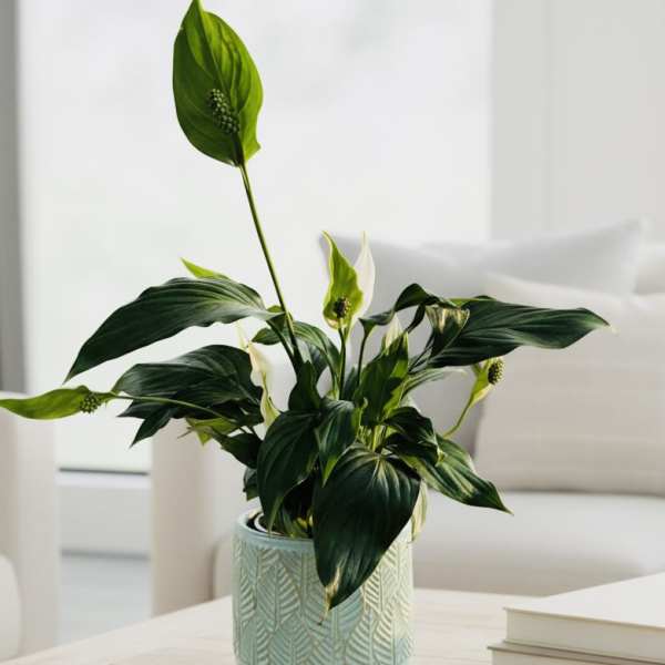 Gift A Peace Lily (*comes with a bunch of sunflowers)