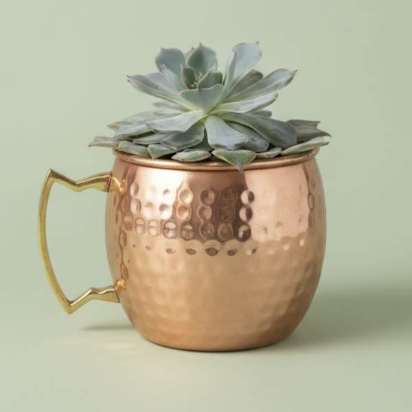 succulent mule cup