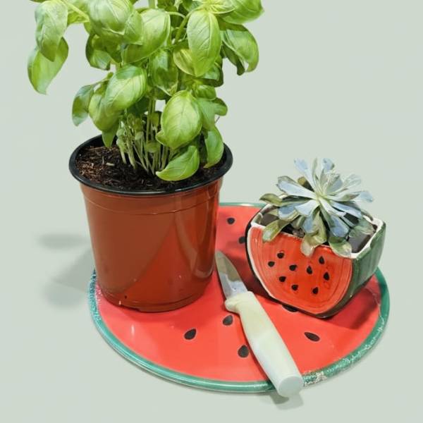 Basil plant and watermelon succulent pot kitchen bundle w/ sunflowers