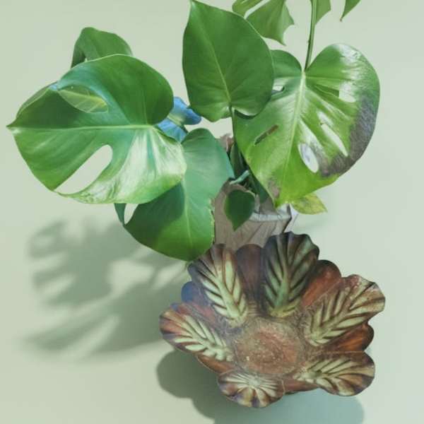 Monstera Sunflower metal bowl and plant gift