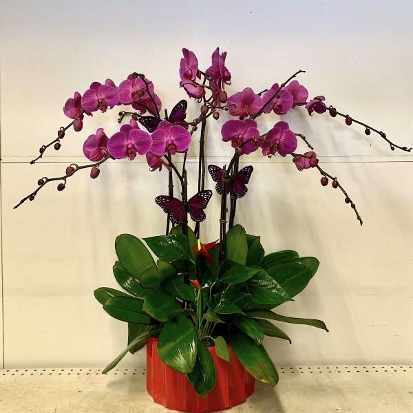 Reddness