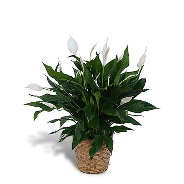 Potted peace lily plant with white blooms in a woven basket