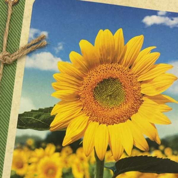 Sunflower on a printed card with a blue sky background