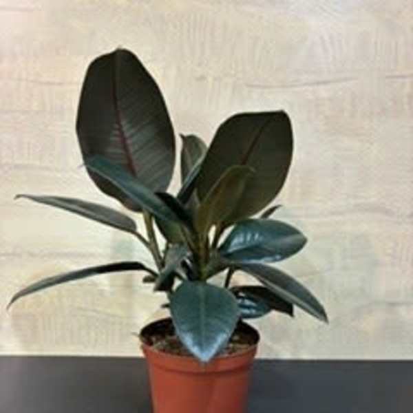 Houseplant rubber tree
