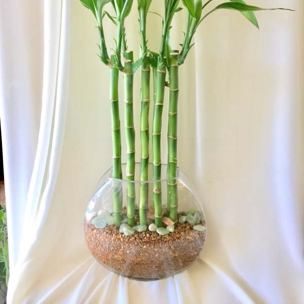 Potted lucky bamboo stalks in a clear glass bowl with pebbles