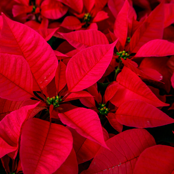 Close-up of red poinsettia bracts filling the frame