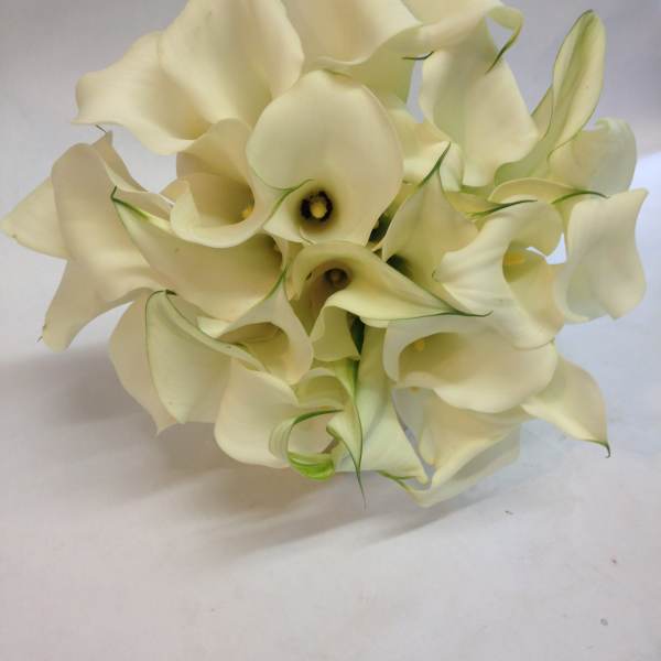 Bouquet of white calla lilies on a plain background