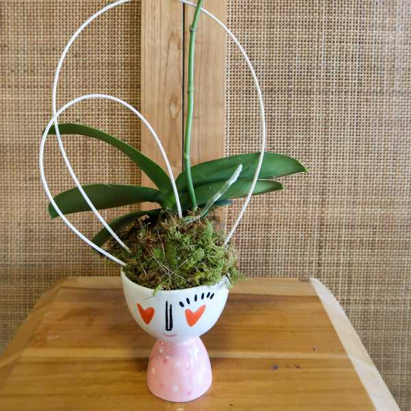 Mini Orchid Love
