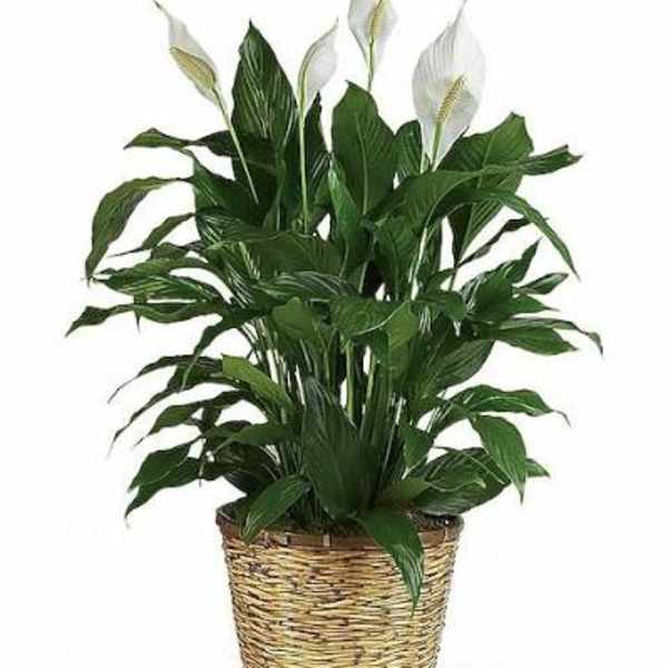 Medium Peace Lily