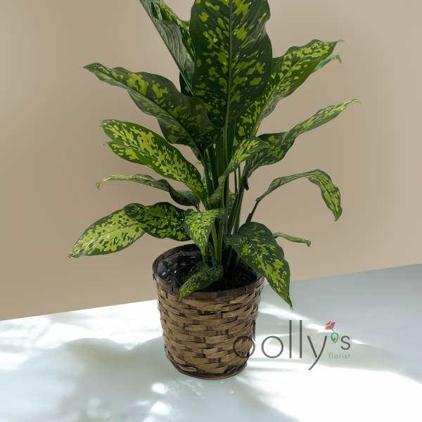 Cheetah Dieffenbachia