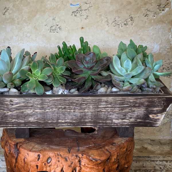 Wood Box Succulents