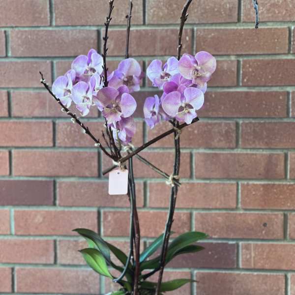 Potted lavender phalaenopsis orchid plant in a white ceramic pot against a brick wall.