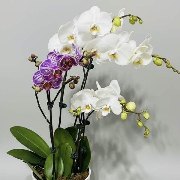 A Lust for Orchids