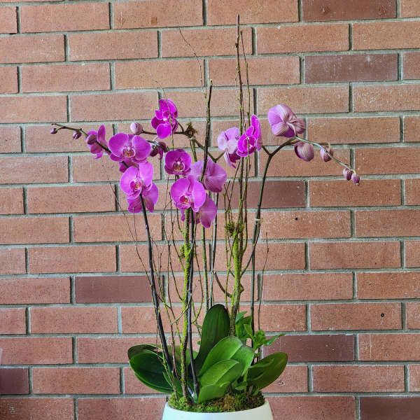 Pink orchids in a white ceramic planter