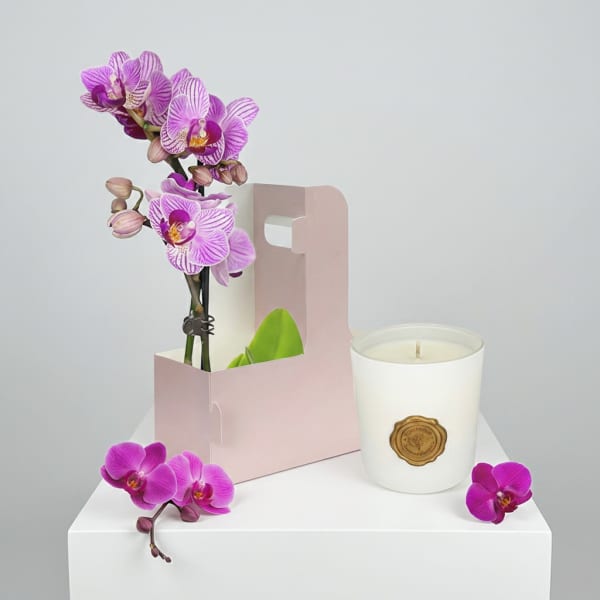 Orchid Light Bundle