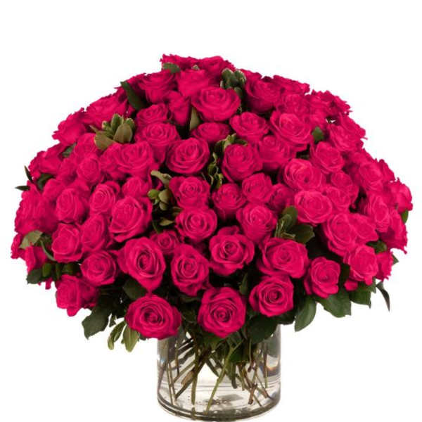 100 Hot Pink Roses