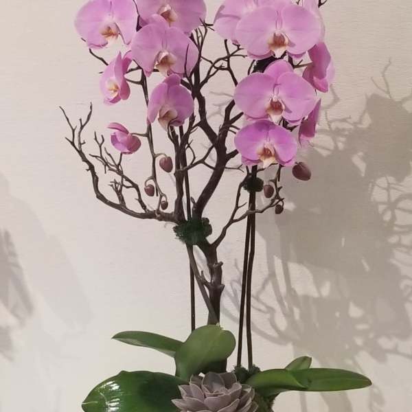 Pink orchid arrangement in a white pot with a succulent accent
