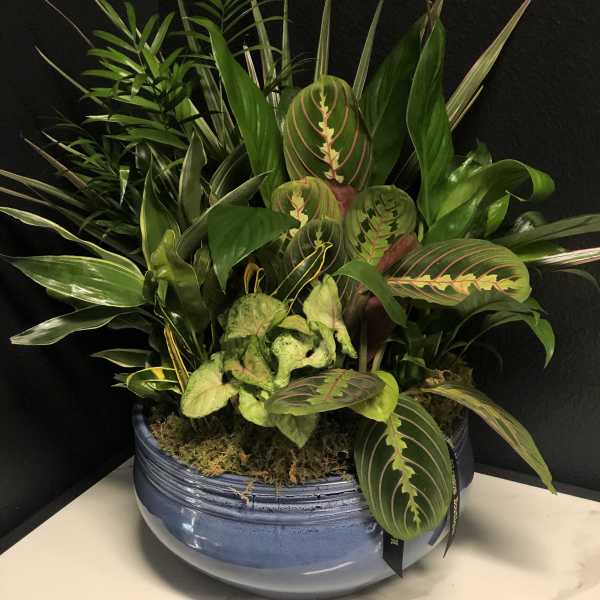 12" Ceramic Dish Garden