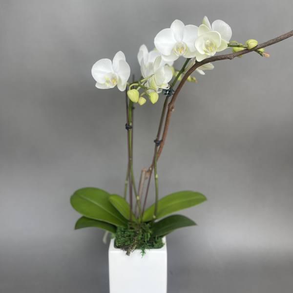 Small orchid.