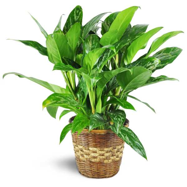Potted green houseplant in a woven basket planter