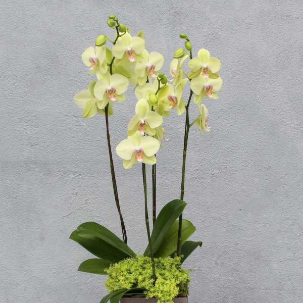 Potted yellow orchid arrangement in a square container