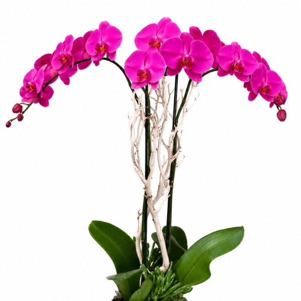 Pink orchids arranged in a white pot with green succulents