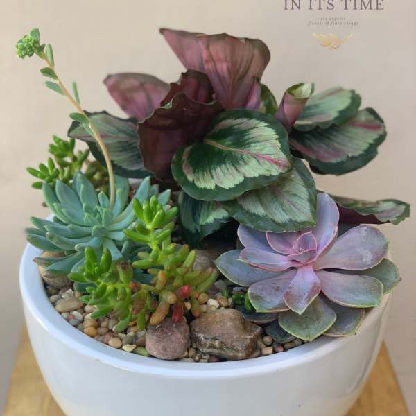Succulent arrangement in a white bowl planter with pebbles
