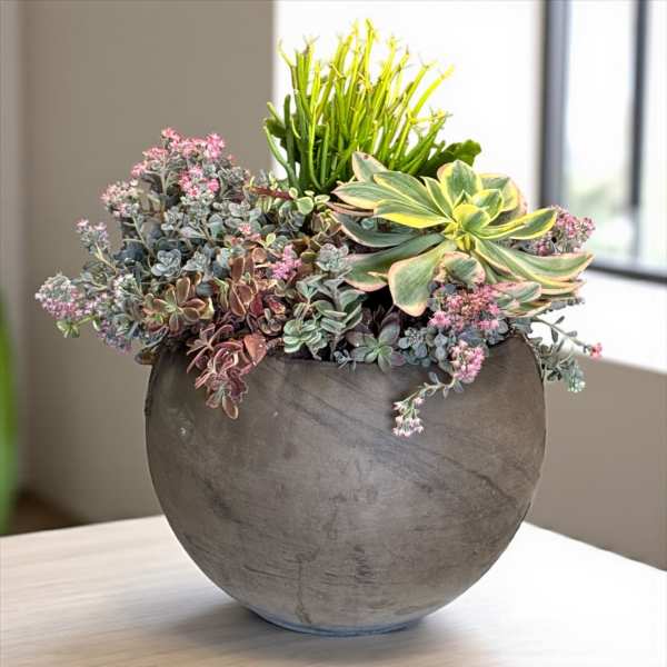 Succulent garden with mixed varieties in a round gray bowl planter