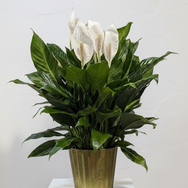 8" Spath in Metal Green Tin