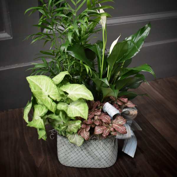 Potted plant arrangement with white calla lilies and mixed foliage in a woven basket