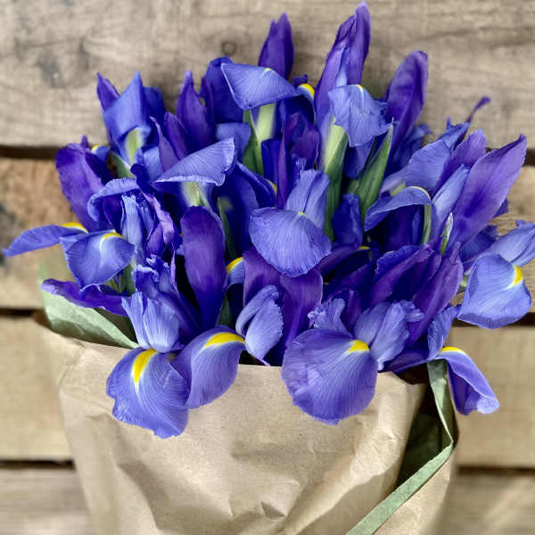 Bouquet of purple irises wrapped in brown paper