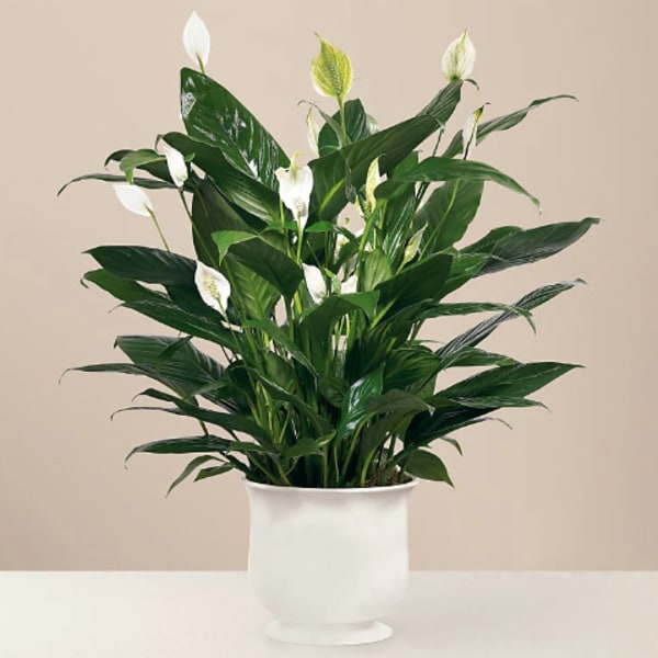 Comfort Planter by FTD