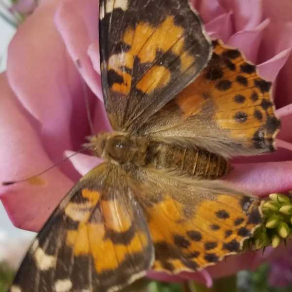 1 Dozen Butterflies for Release