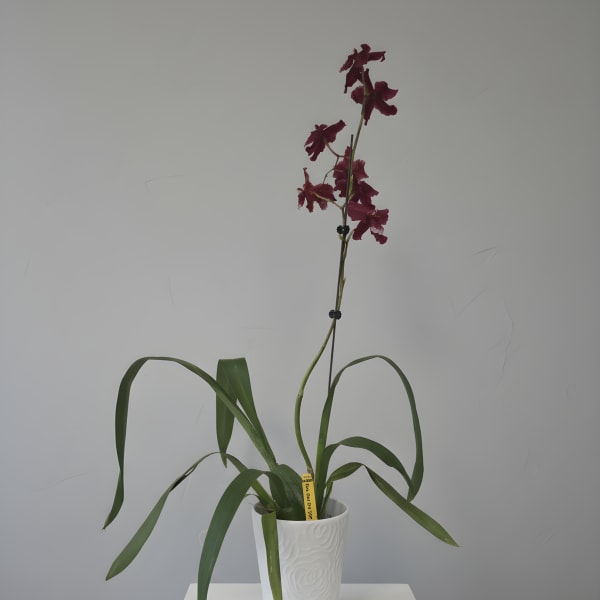 Red Silk Oncidium Orchid