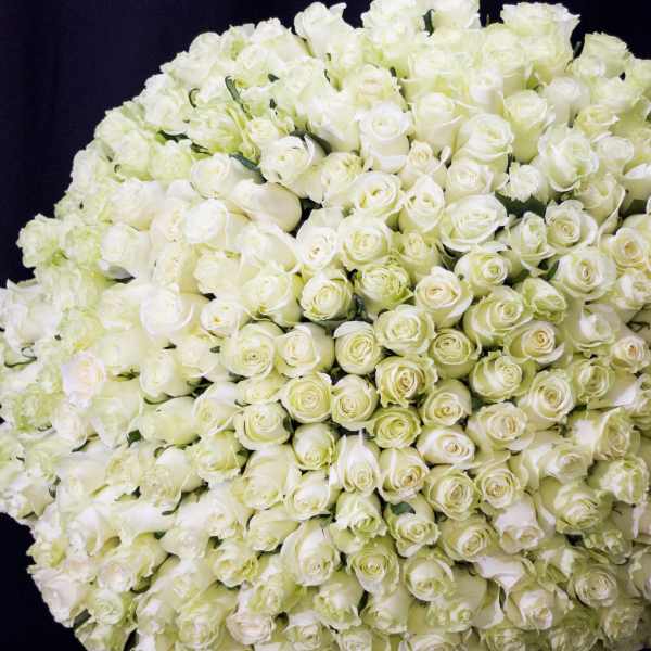 Large round bouquet of white roses against a dark background