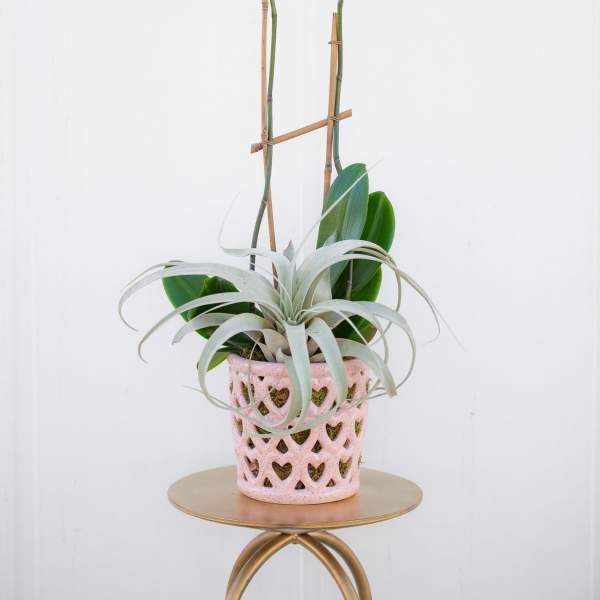 Potted orchid arrangement with white blooms in a pink heart-cutout planter