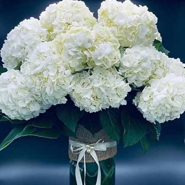 White hydrangea bouquet in a glass vase with a ribbon