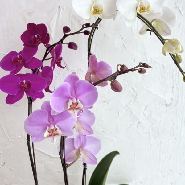 White, pink, and purple orchids on arching stems