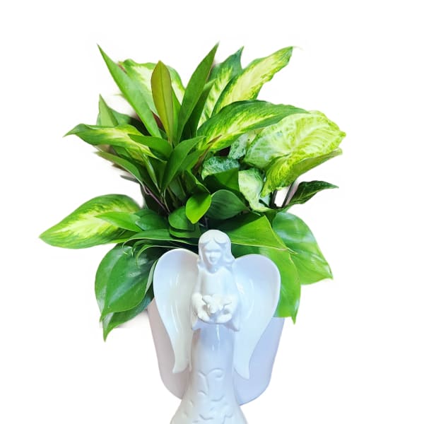 White angel figurine planter with green foliage